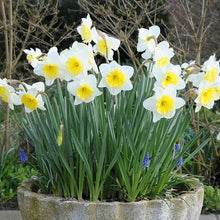 Daffodils (Ice Follies) Imported Flower Bulbs