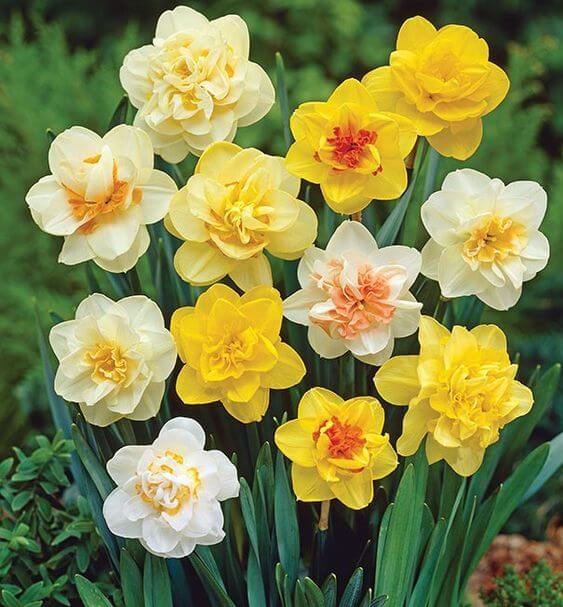 Daffodil Multicolor Imported Flower Bulbs