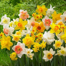 Daffodil Multicolor Imported Flower Bulbs