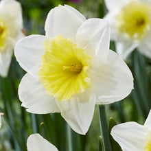 Daffodil White lion Imported Flower Bulbs