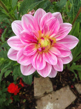 Dahlia Light pink Imported Flower Bulbs 2