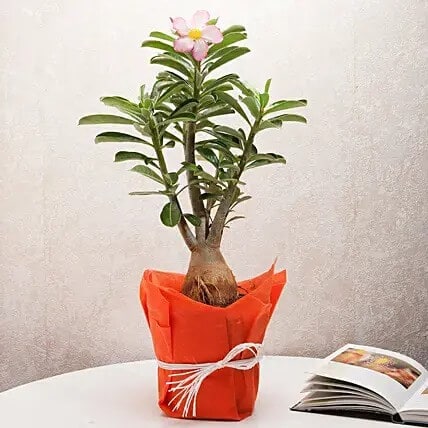 Desert Rose Adenium Plant