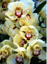 Orchid Imported Flower Bulbs