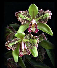 Orchid Imported Flower Plants