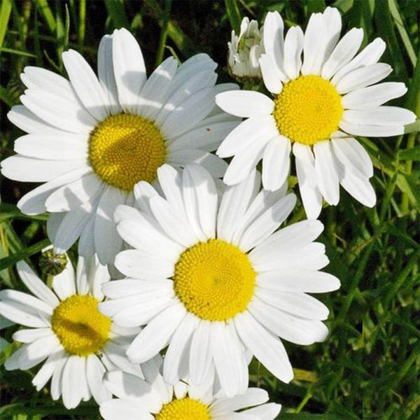 English Daisy Flower Seeds, Imported Seeds 50-100