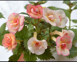 Achimenes Double Imported Flower Bulbs (Tamara Khorkina)