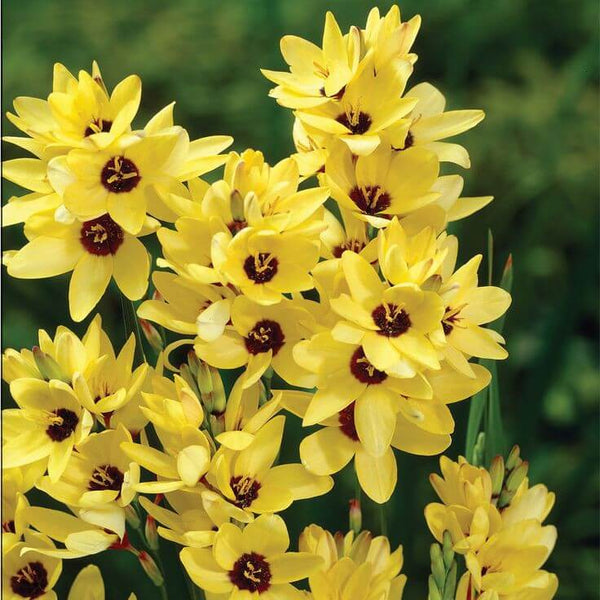 Ixia Yellow Flower Bulbs Pack of 5 Bulbs