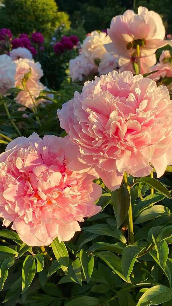 Peony Imported Flower Bulbs light Orange 1