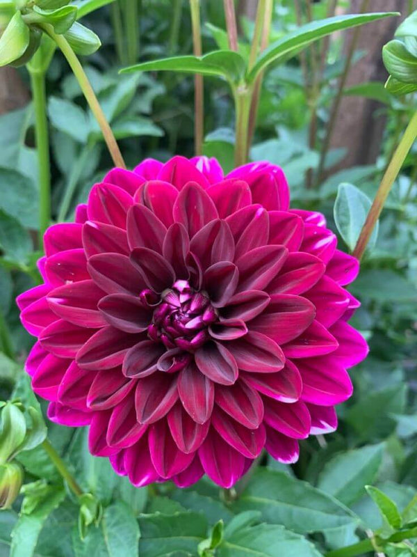 Dahlia Pink Imported Flower Bulbs 2