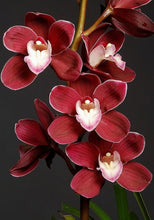 Orchid Imported Flower Bulbs