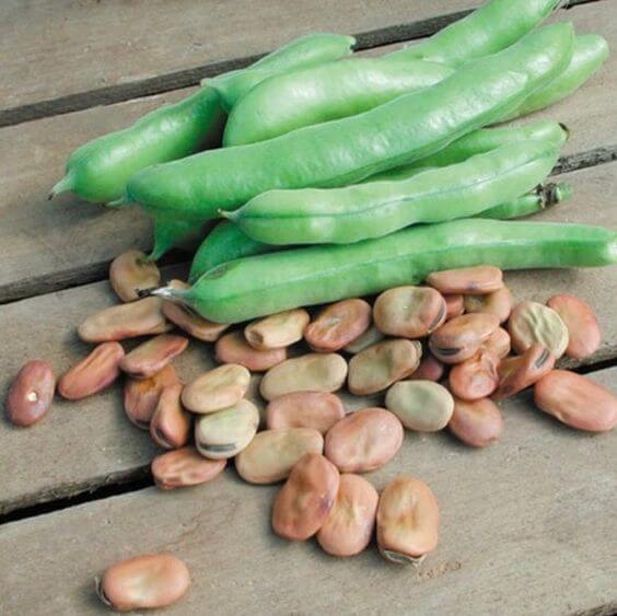 Fava Beans Vegetable Imported seeds 20-30