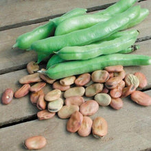 Fava Beans Vegetable Imported seeds 20-30