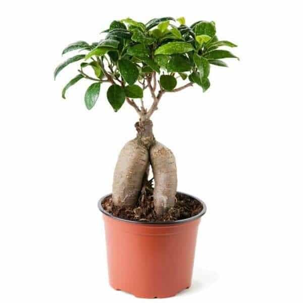 Ficus 100 gms - Plant