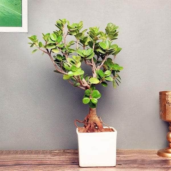 Ficus Iceland - Plant