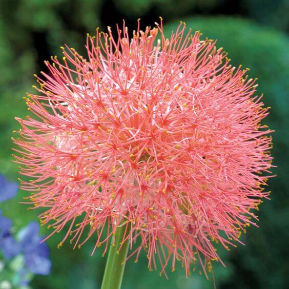 Football lily Flower Bulbs Pack of 2 Bulbs