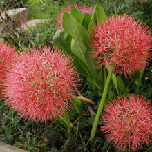 Football lily Flower Bulbs Pack of 2 Bulbs