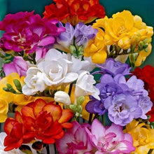 Freesia Multicolour Imported Flower Bulbs