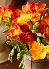 Freesia Orange Imported Flower Bulbs