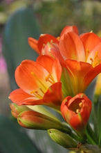 Freesia Orange Imported Flower Bulbs