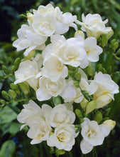 Freesia White Imported Flower Bulbs