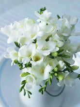 Freesia White Imported Flower Bulbs