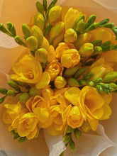 Freesia Yellow Imported Flower Bulbs