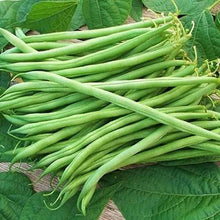 French Beans Vegetable Imported seeds 30-40