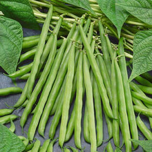 French Beans Vegetable Imported seeds 30-40