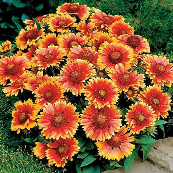 Gaillardia Flower Seeds, Imported Flower Seeds 50-100