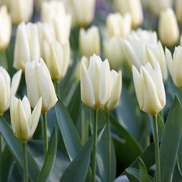 White Emperor Tulip Flower Bulbs (Bag of 10)