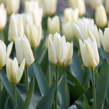 White Emperor Tulip Flower Bulbs (Bag of 10)