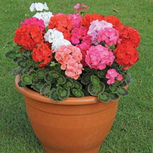 Geranium Flower Seeds, Imported Flower Seeds 10-20