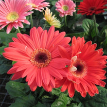 Gerbera Flower Seeds, Imported Seeds 10-20