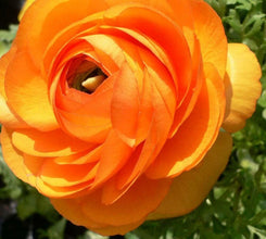 Ranunculus Imported Flower Bulbs Orange