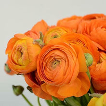 Ranunculus Imported Flower Bulbs Orange