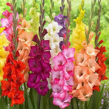 Gladilous mixed Flower Bulbs Pack of 5 Bulbs