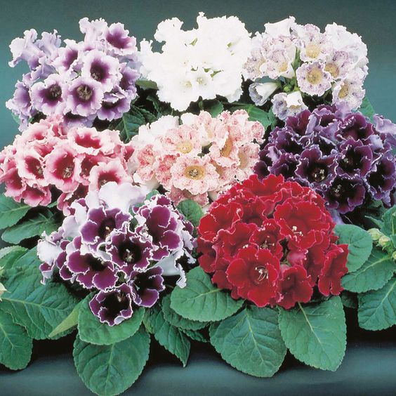 Gloxinia Mixed Color Flower Bulbs Pack of 5 Bulbs