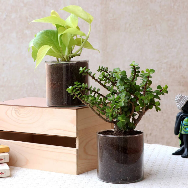 Gold Money Plant & Jade Plant Combo