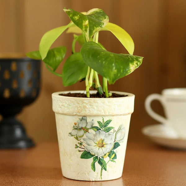 Golden Money Plant In Green Pot