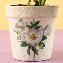 Golden Money Plant In Green Pot