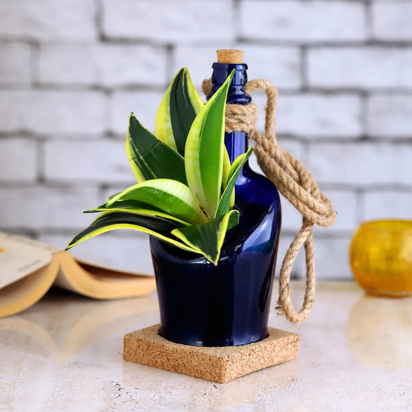 Hanging Sansevieria Antiquity Bottle Planter