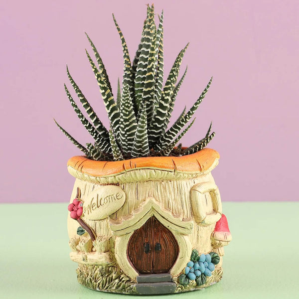 Haworthia Plant in Small Pot
