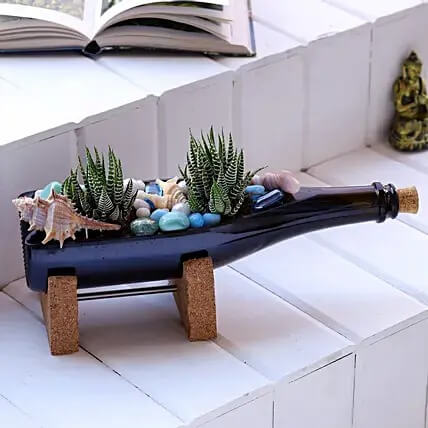 Haworthia Plants In Elegant Champagne Bottle Planter