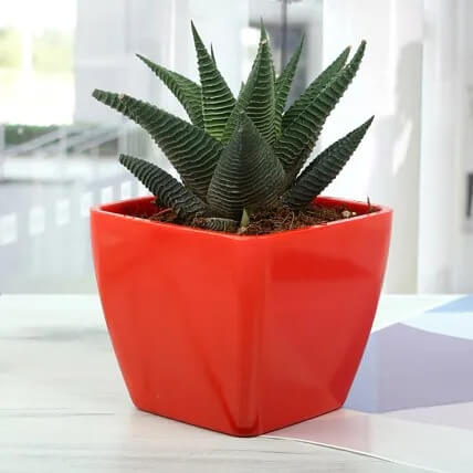 Haworthia Succulent Plant