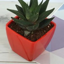 Haworthia Succulent Plant