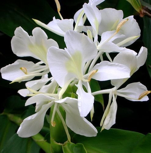 Hedychium white Flower Bulbs Pack of 2 Bulbs