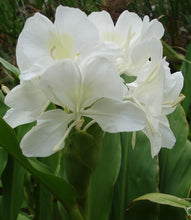 Hedychium white Flower Bulbs Pack of 2 Bulbs