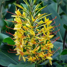 Hedychium yellow Flower Bulbs Pack of 2 Bulbs