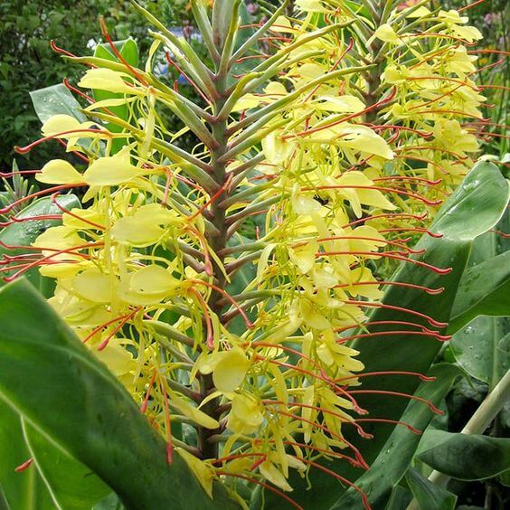 Hedychium yellow Flower Bulbs Pack of 2 Bulbs