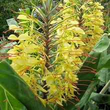 Hedychium yellow Flower Bulbs Pack of 2 Bulbs